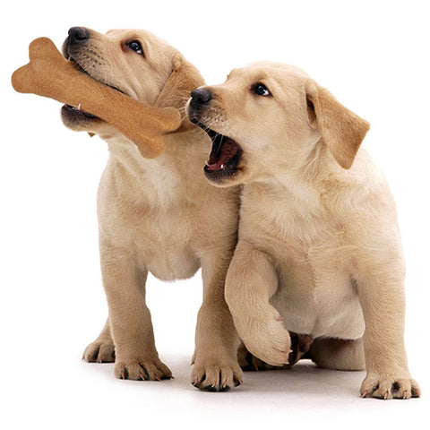 Dog Dental Teething Bone